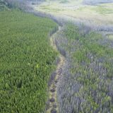 An aerial view of a wildfire-ravaged forest, with green tree cover on one side and grey on the other.