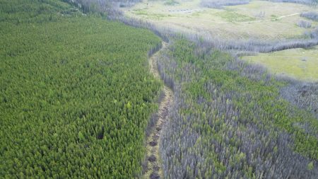 An aerial view of a wildfire-ravaged forest, with green tree cover on one side and grey on the other.