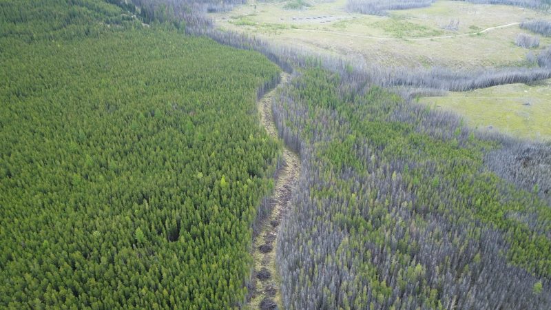 An aerial view of a wildfire-ravaged forest, with green tree cover on one side and grey on the other.