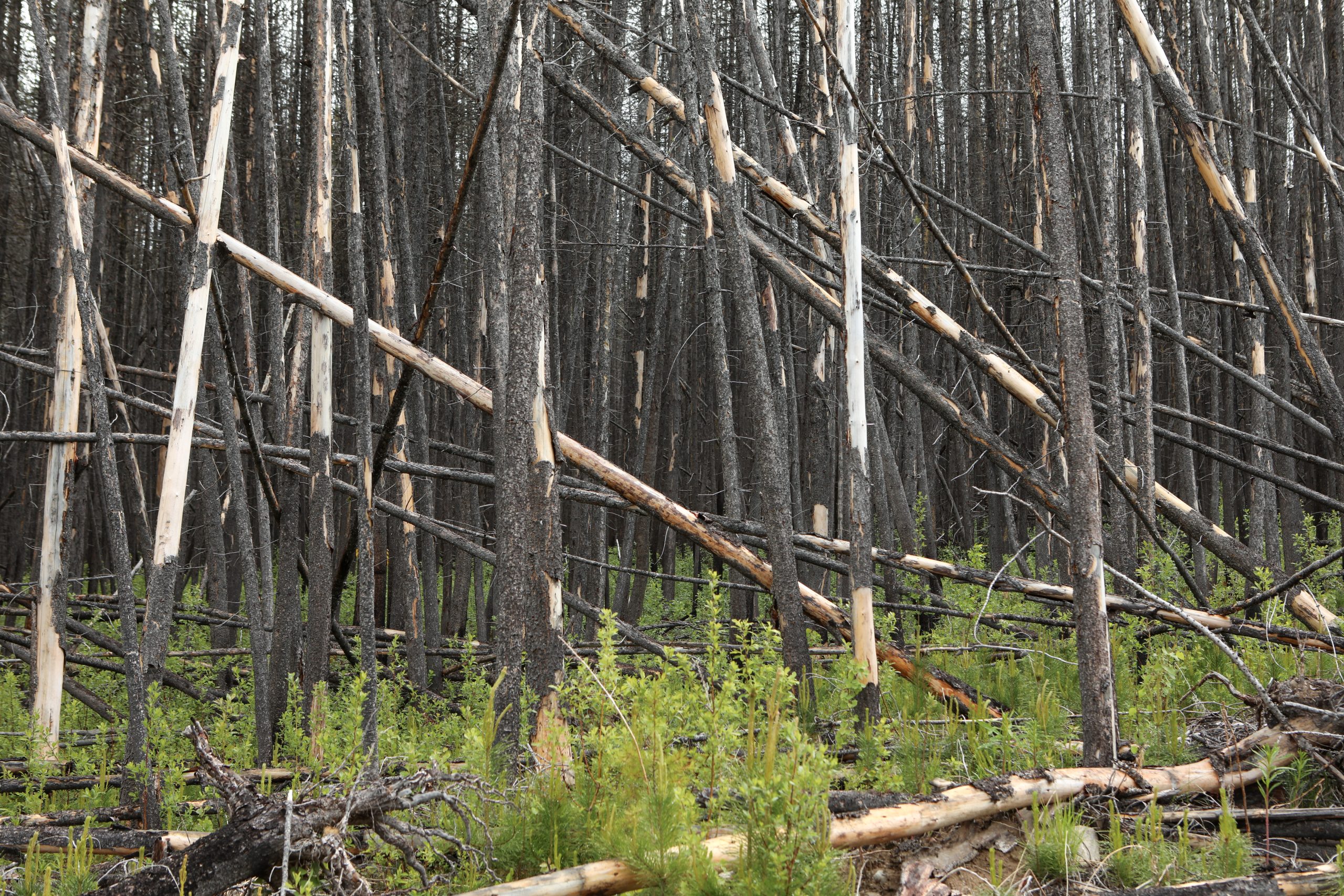 Dead trees in a wildfire-burned forest.
