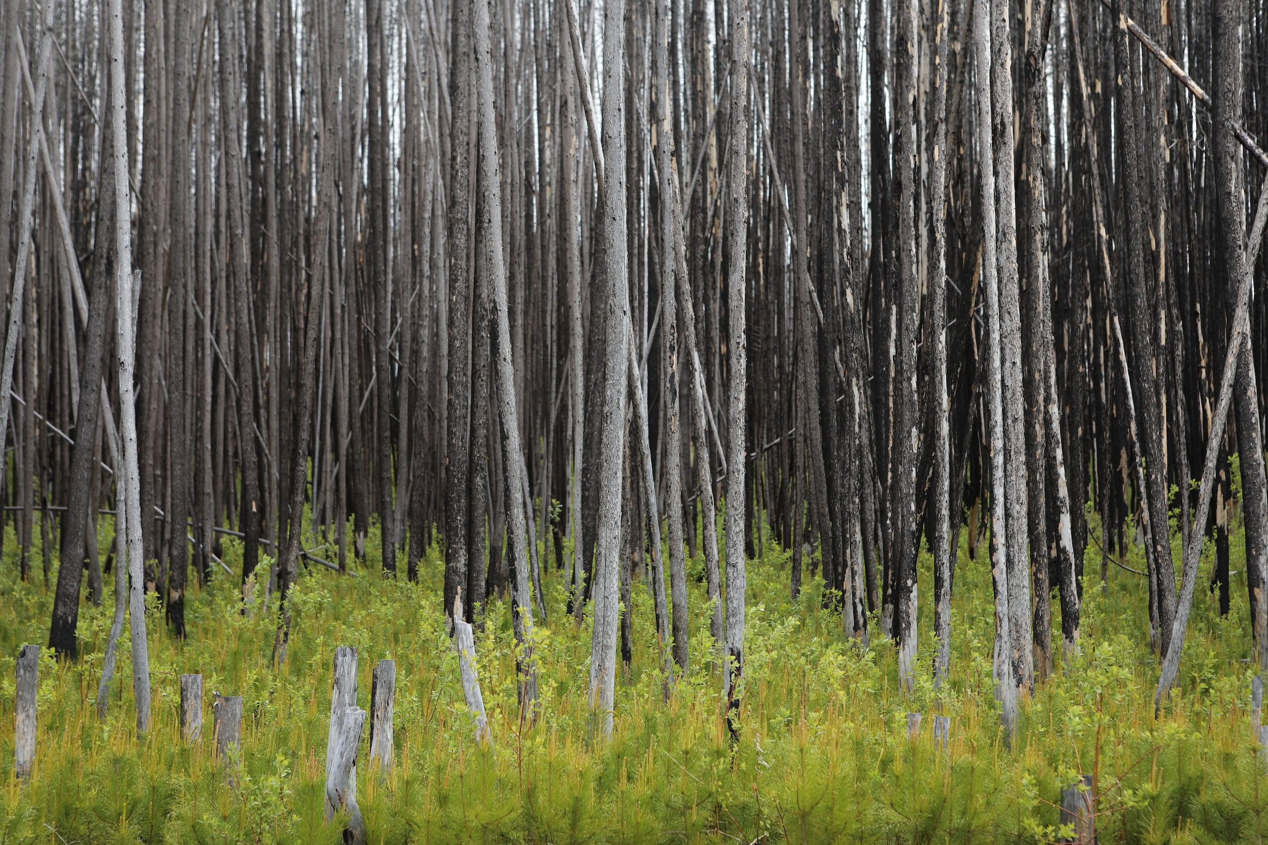 Young pine trees in a forest.