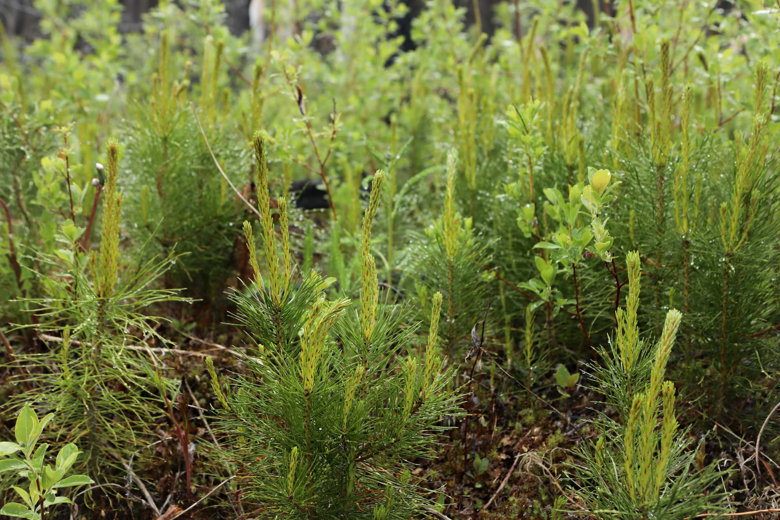 Young lodgepole pine seedlings.