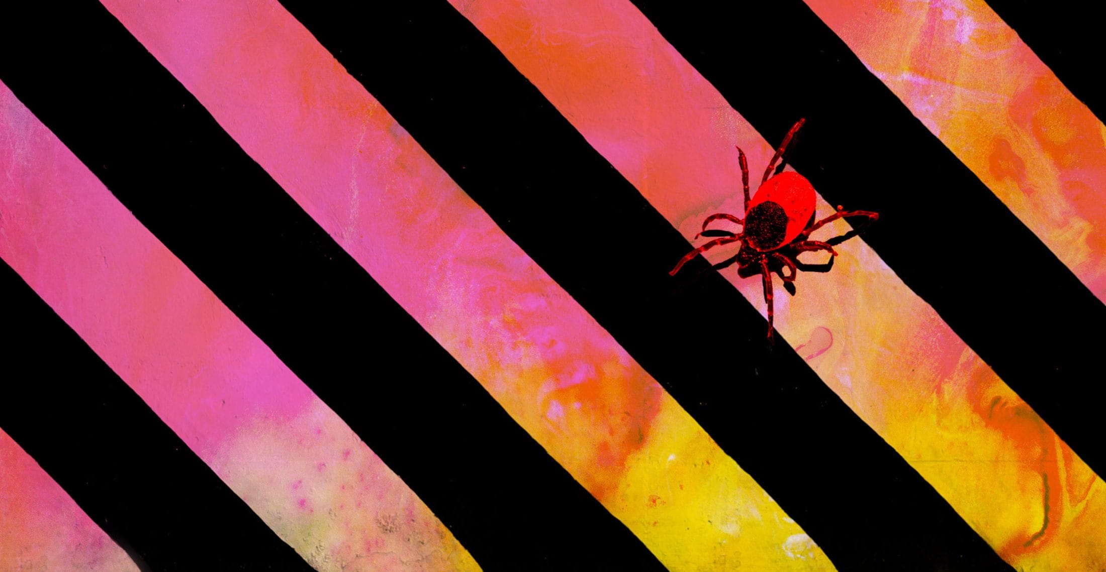 A tick crawling on a background of pink and orange hues beside black stripes