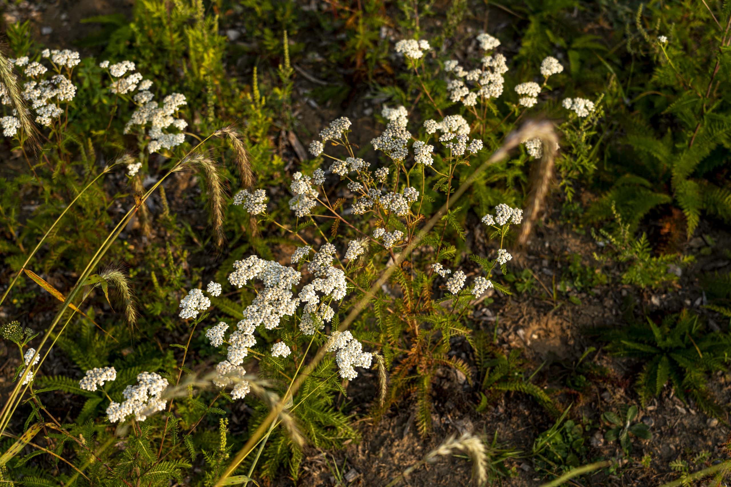 Tall plants like yarrow, some with white flowers, clustered along a trail