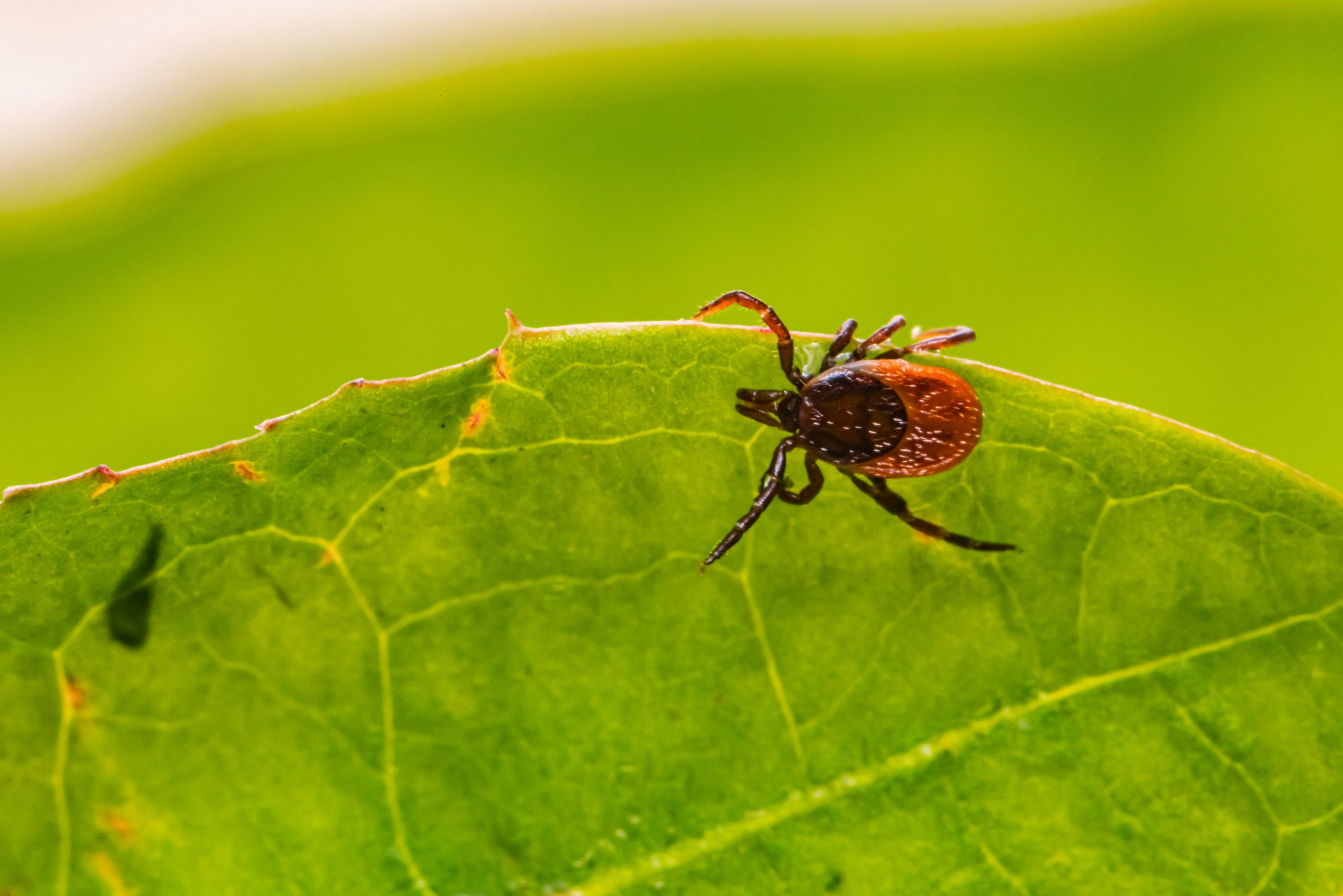A black-legged tick on a leaf