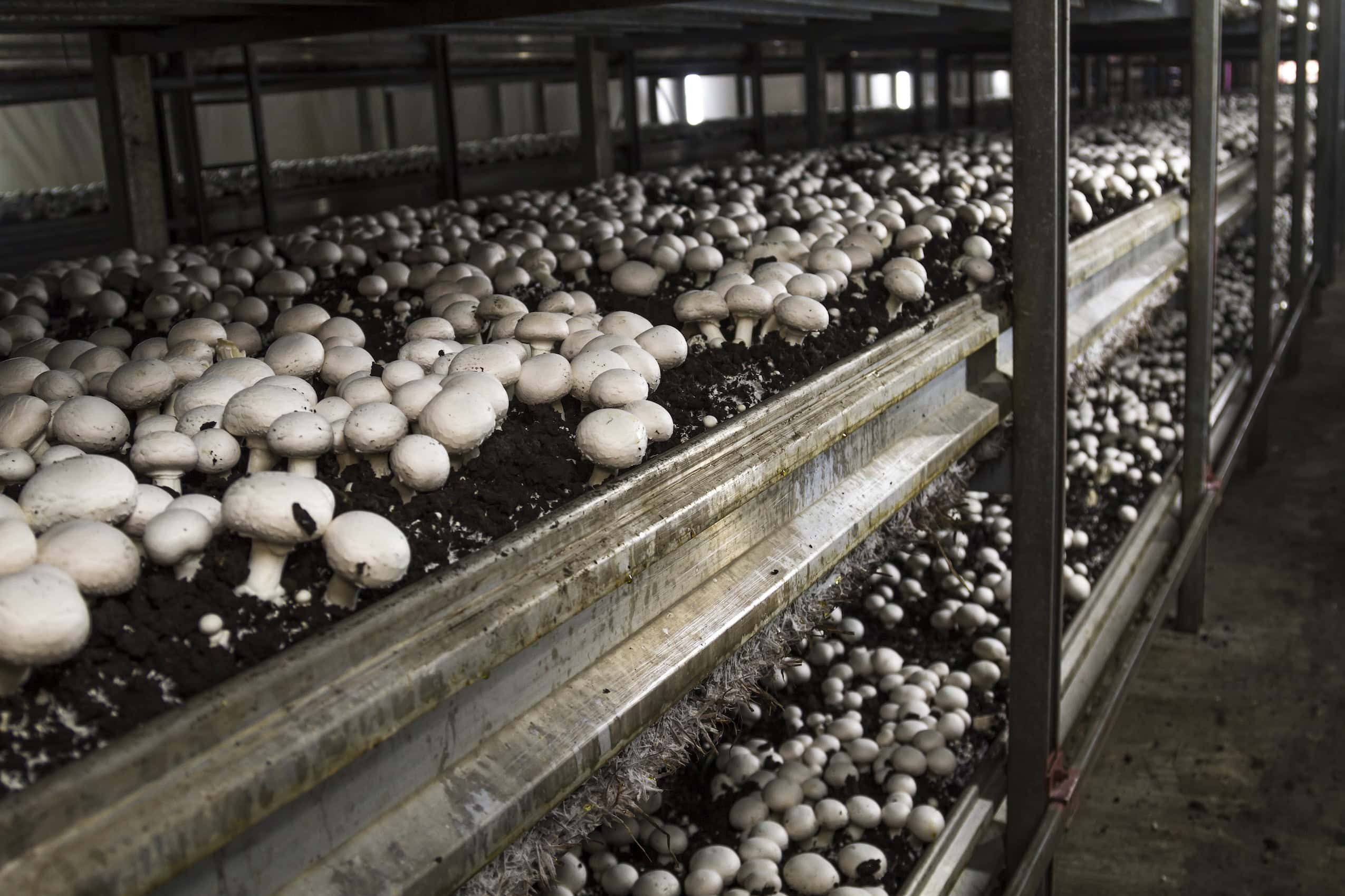 A wall of mushrooms growing in a greenhouse.