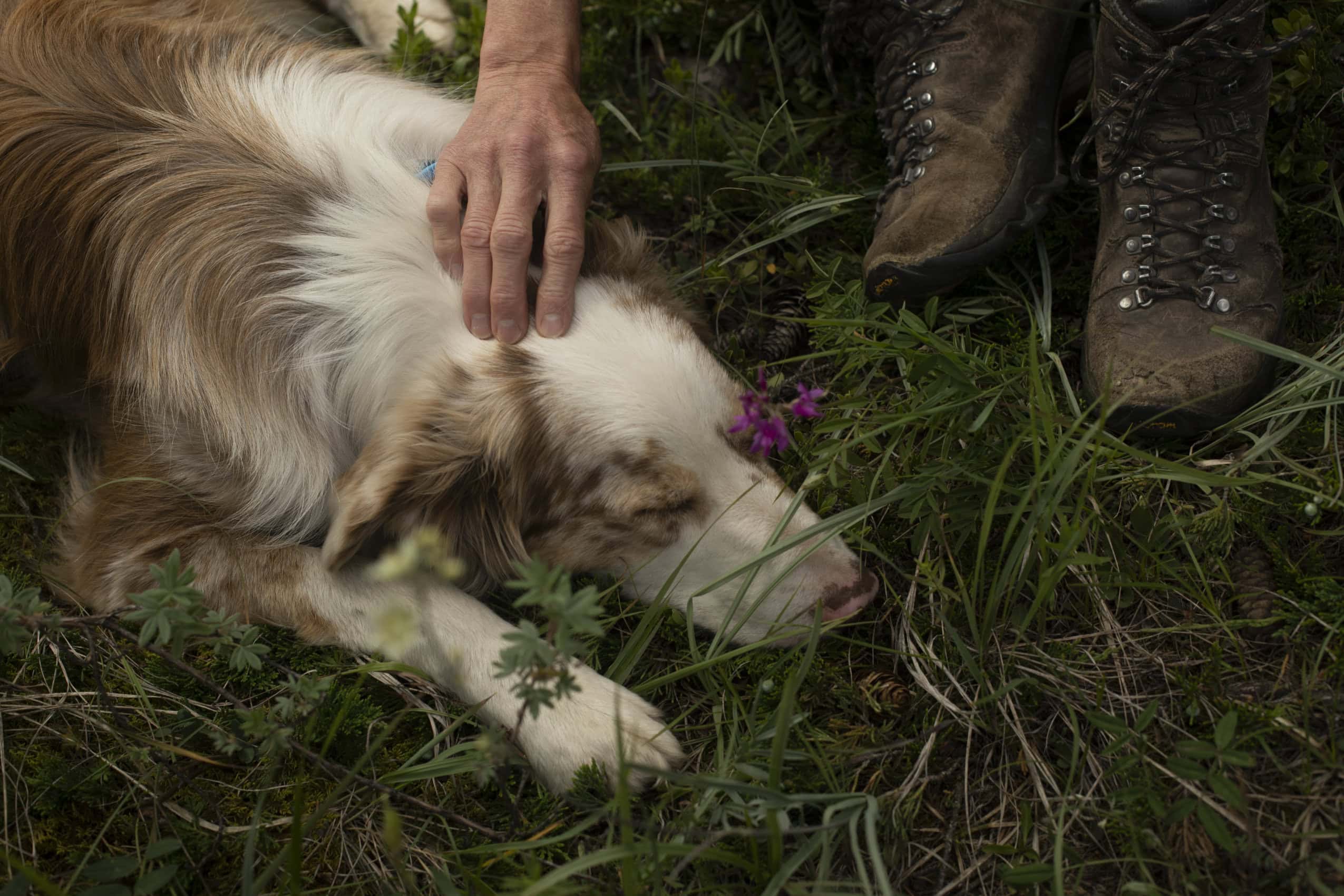A woman's hand petting her dog's head.