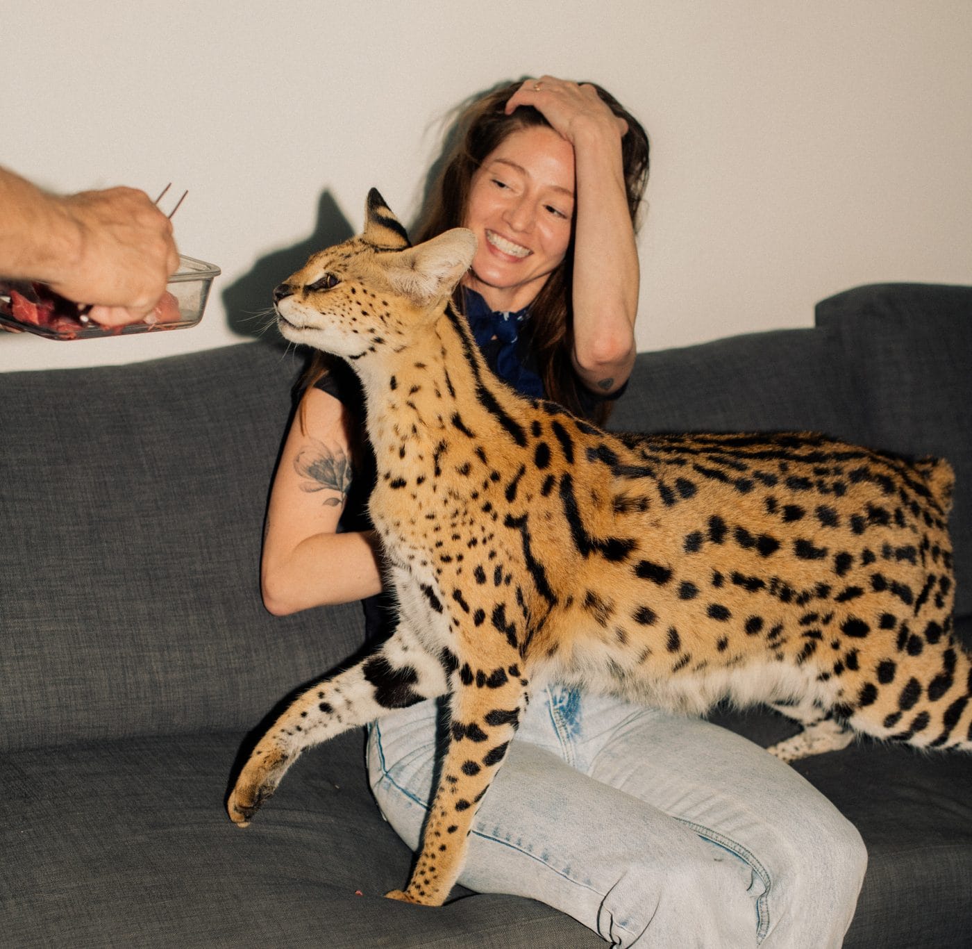 Gary the serval at an animal rescue