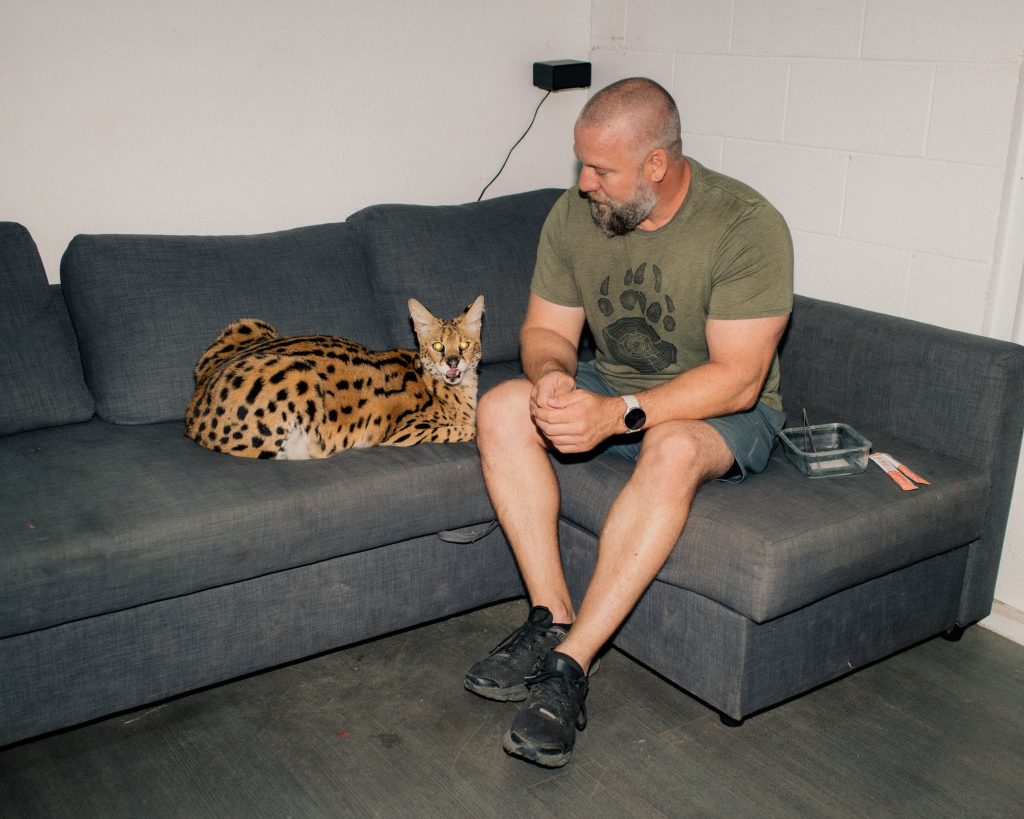 A man sits on a grey couch beside a serval who is looking at the camera