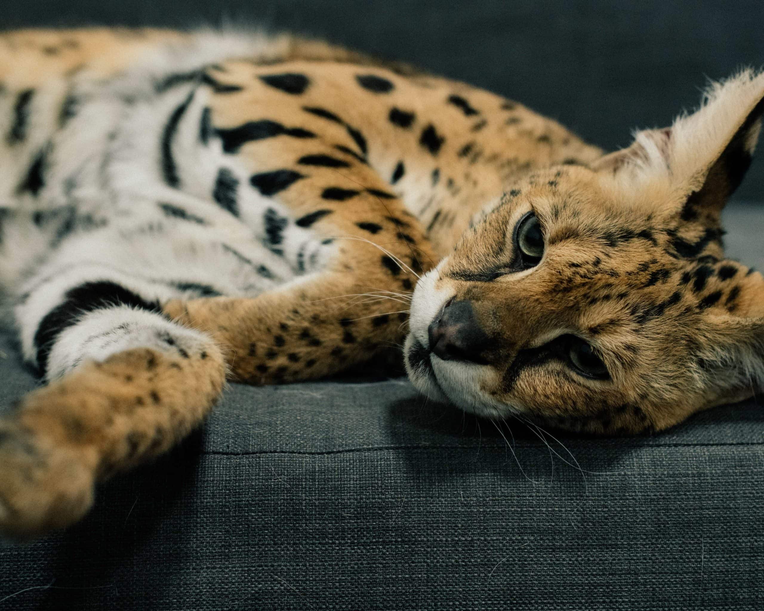 A close up of an exotic cat called a serval. It's brown with black spots and stripes