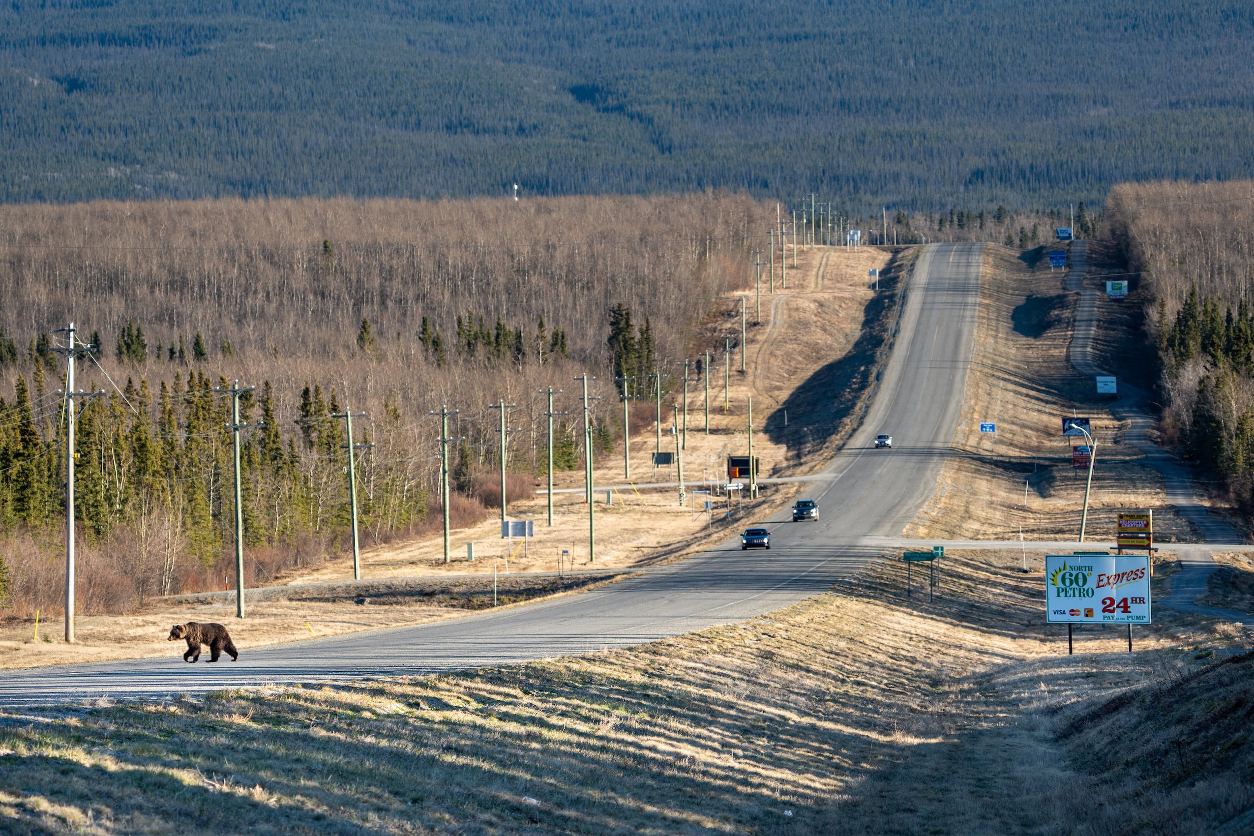 A bear walking across a road with cars approaching in the distance.