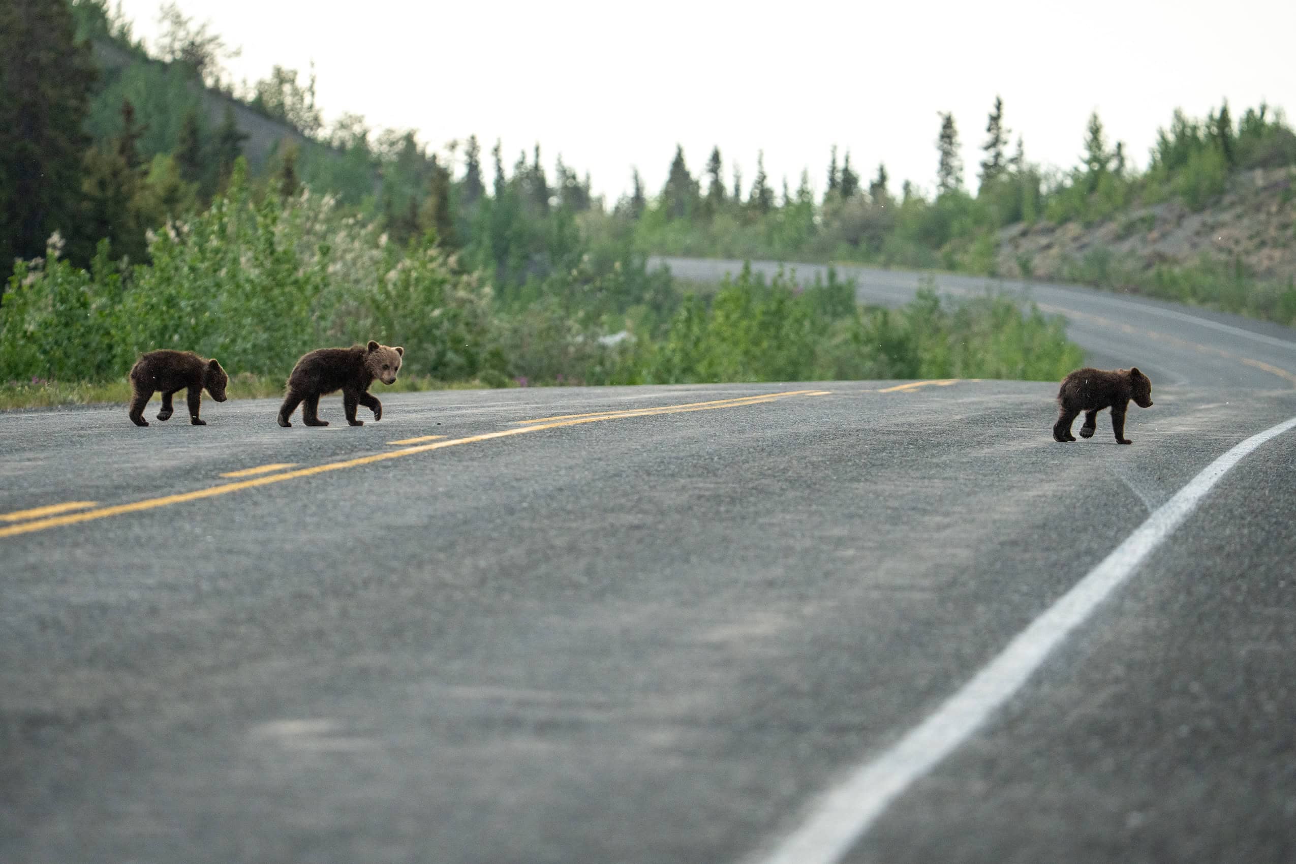 Three grizzly bear cubs cross a road.