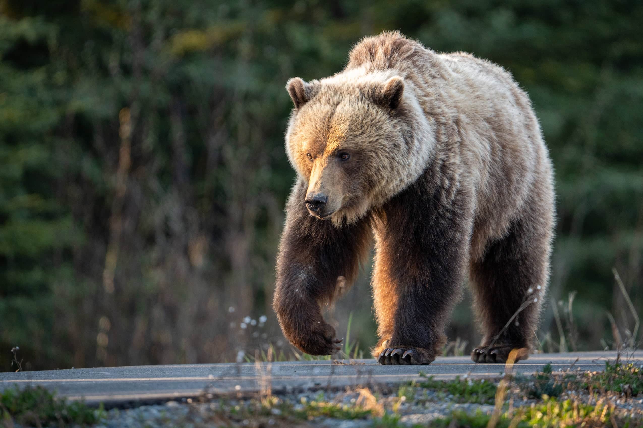A grizzly bear walking along a paved trail.