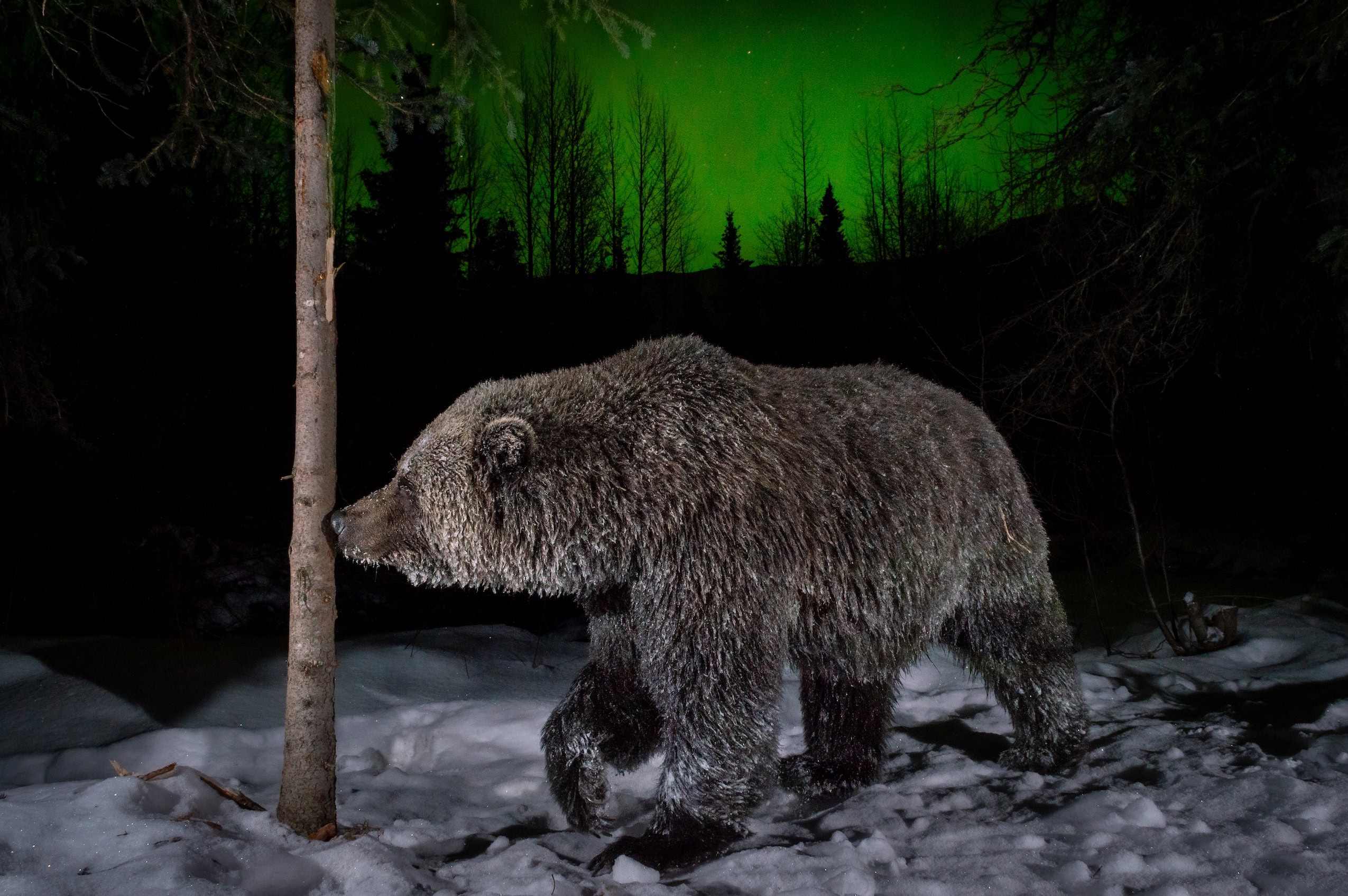 A grizzly bear sniffing a tree trunk at night.