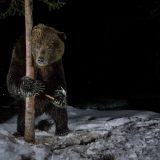A grizzly bear rubbing on a tree trunk at night.