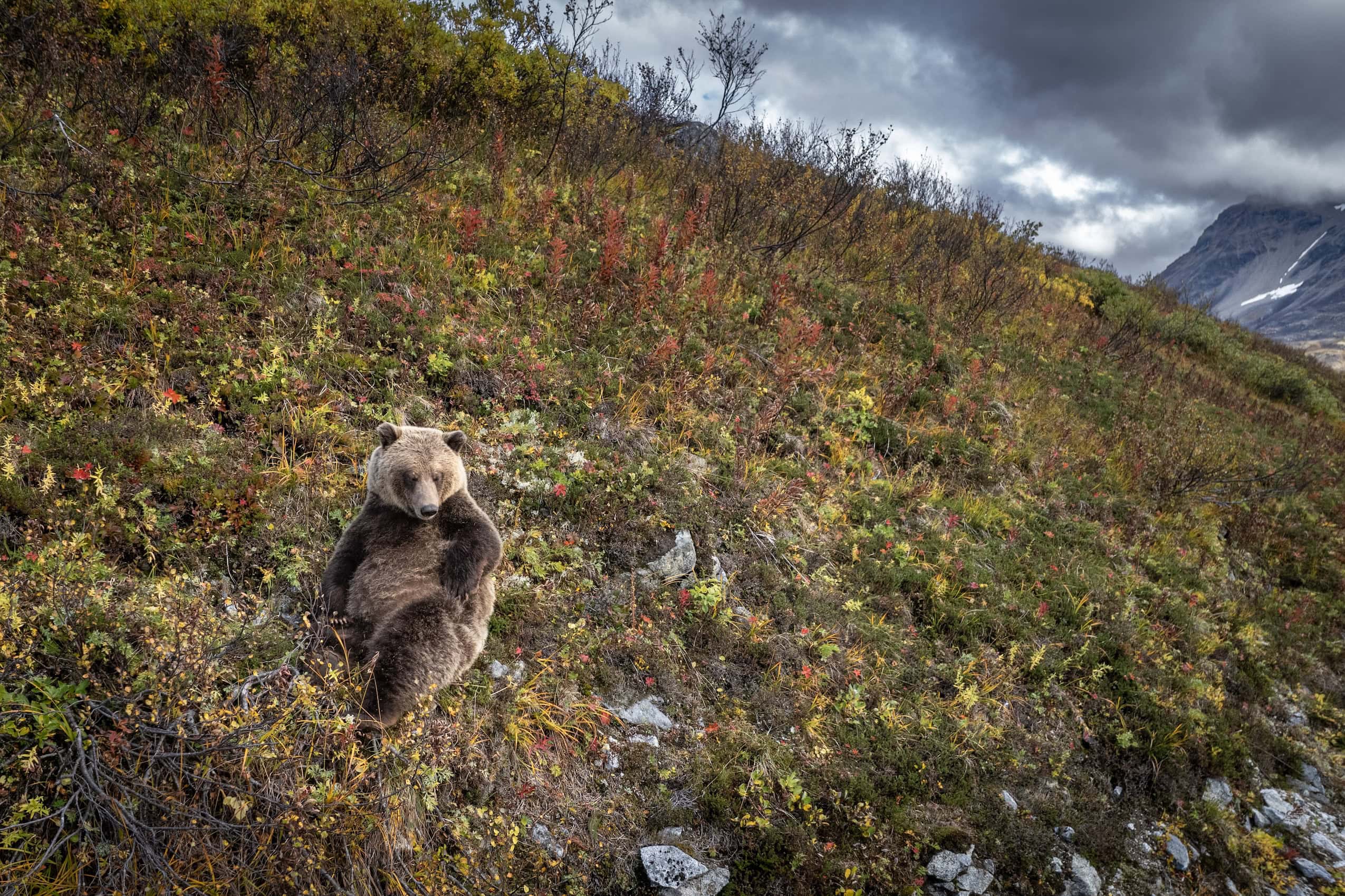 A grizzly bear sitting on a grassy alpine hillside.
