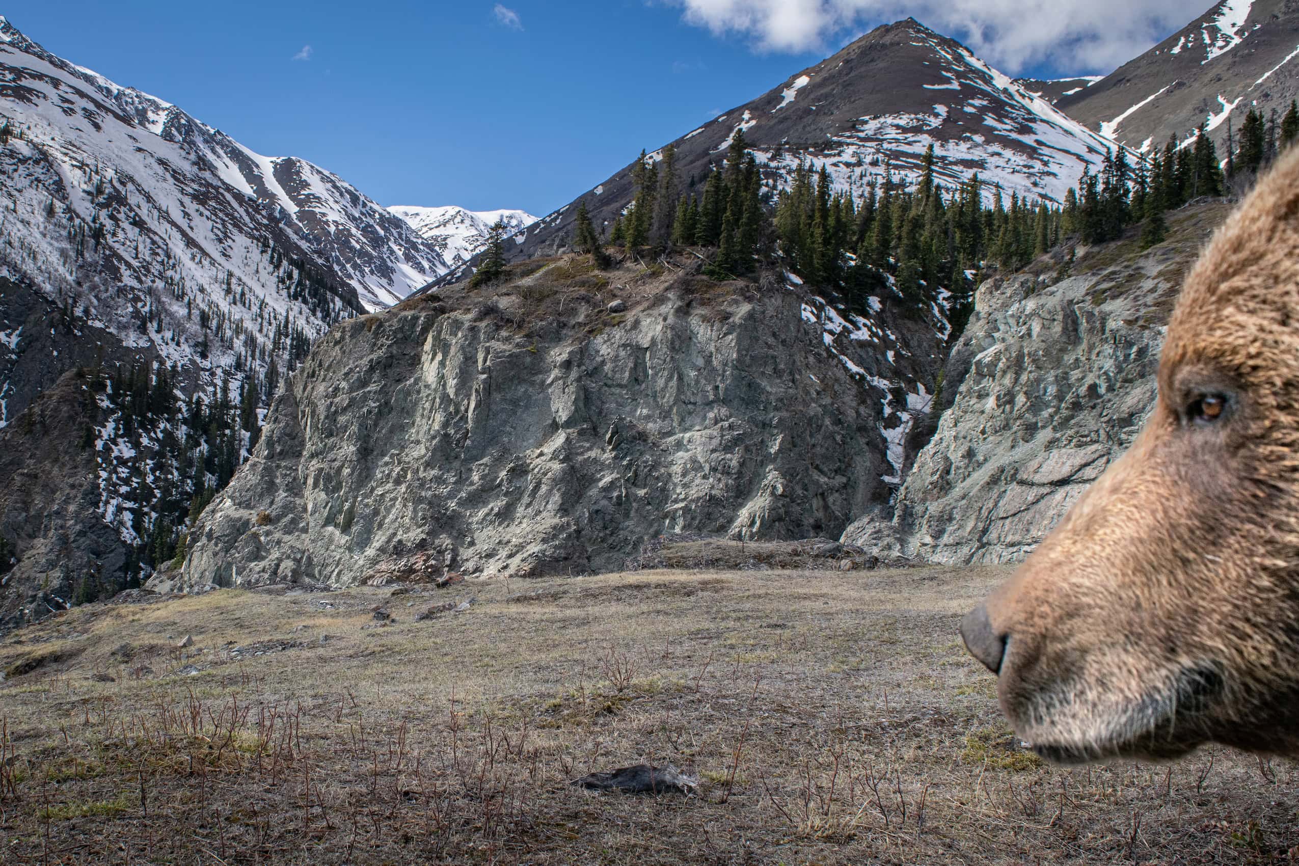 A grizzly bear's profile in the foreground with mountains and field in the backdrop.