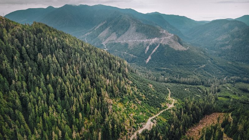 An aerial view of a mountain landscape that is mostly forested, except for areas that have been logged.