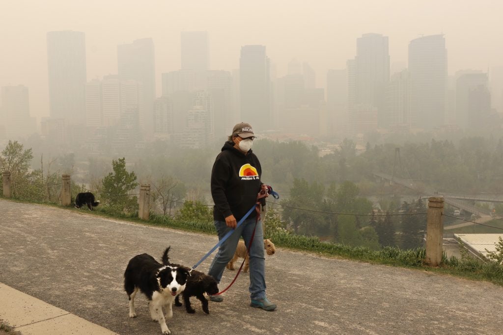 Wildfire smoke is bad for animals too — including your pets