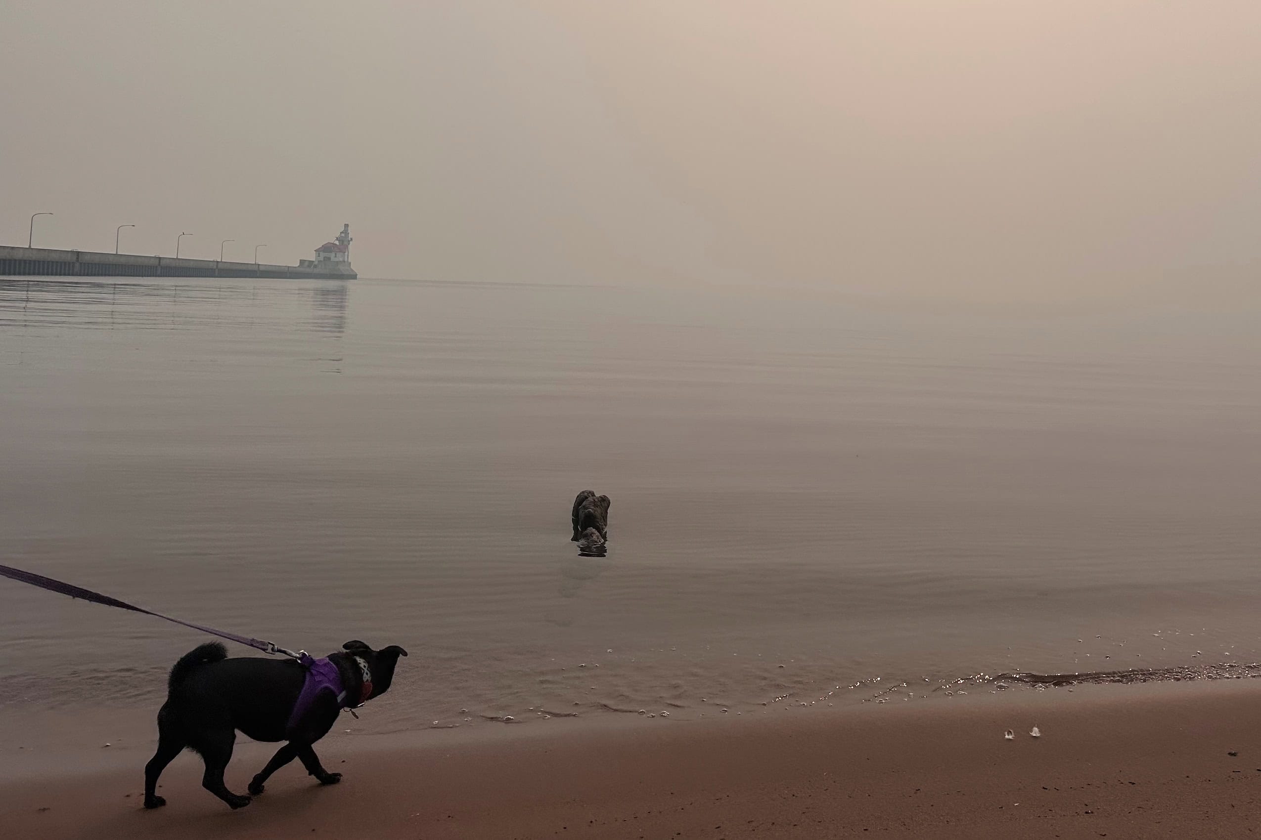 A dog walks along the shore of a lake shrouded in wildfire smoke.