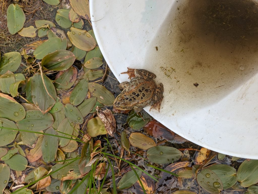 5 million frogs displaced by industry in B.C. How many survived? | The Narwhal