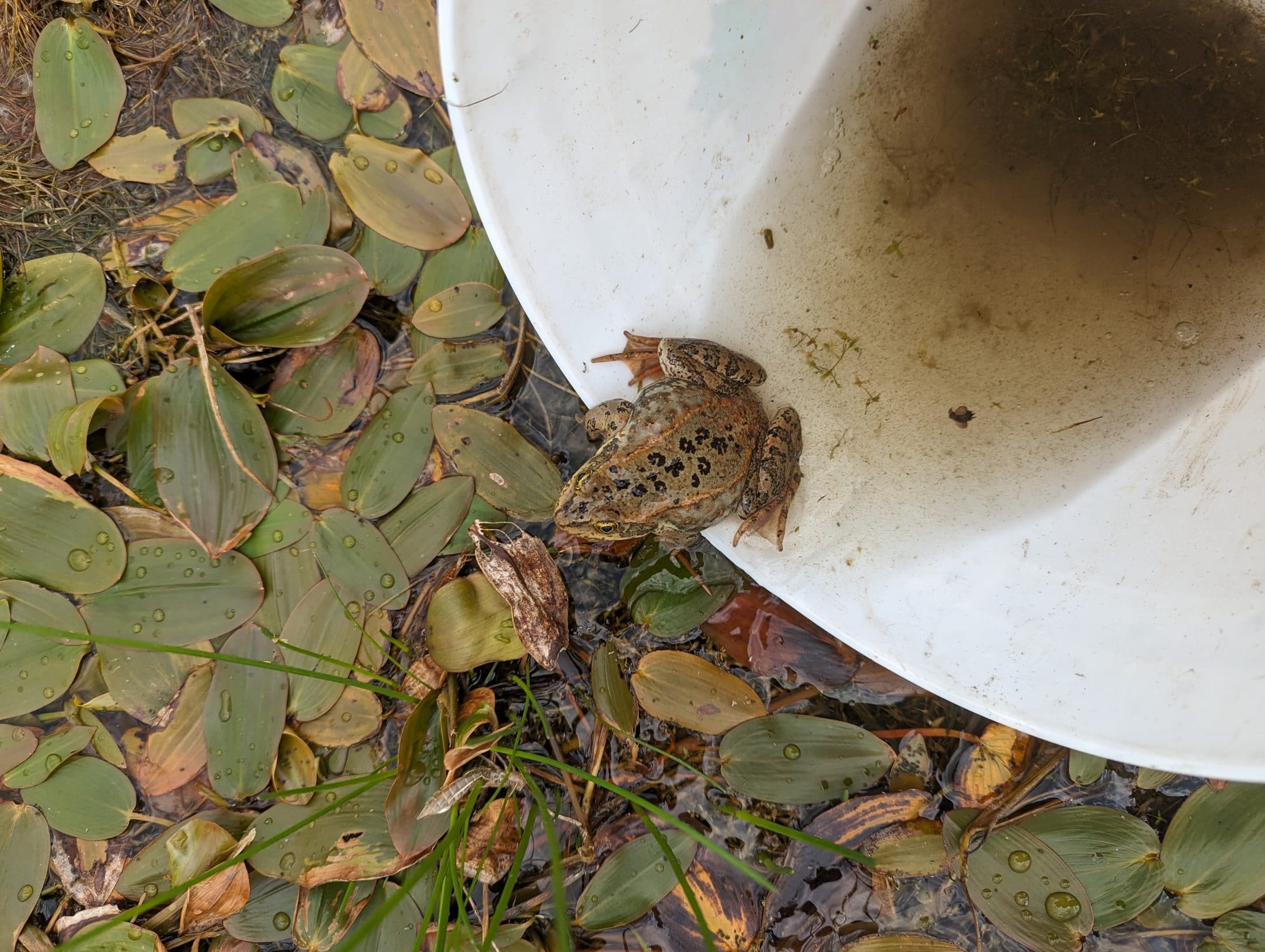 Photographed from above, a Columbia spotted frog crouches on the edge of a white bucket. is pictured, with leaves on the ground, and leaving a bucket.