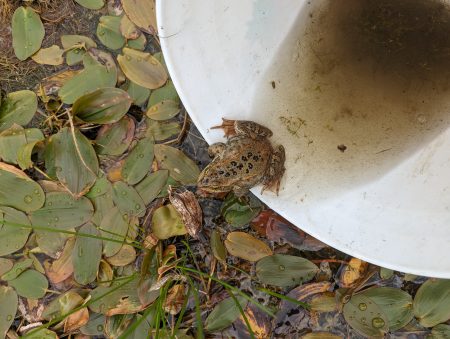 Photographed from above, a Columbia spotted frog crouches on the edge of a white bucket. is pictured, with leaves on the ground, and leaving a bucket.