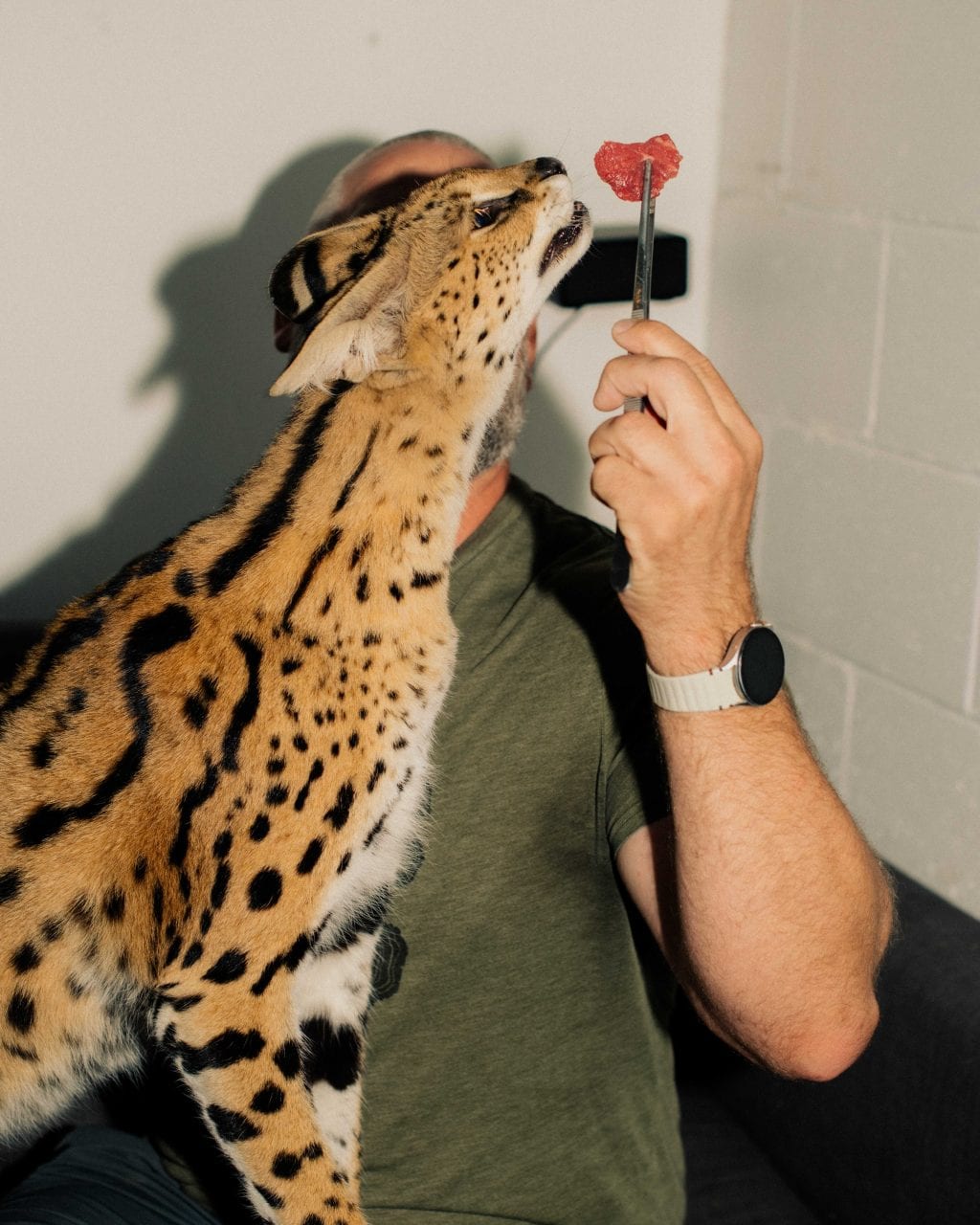 A close-up of a brown serval cat with black spots and stripes eating a hunk of meat off of a tweezer