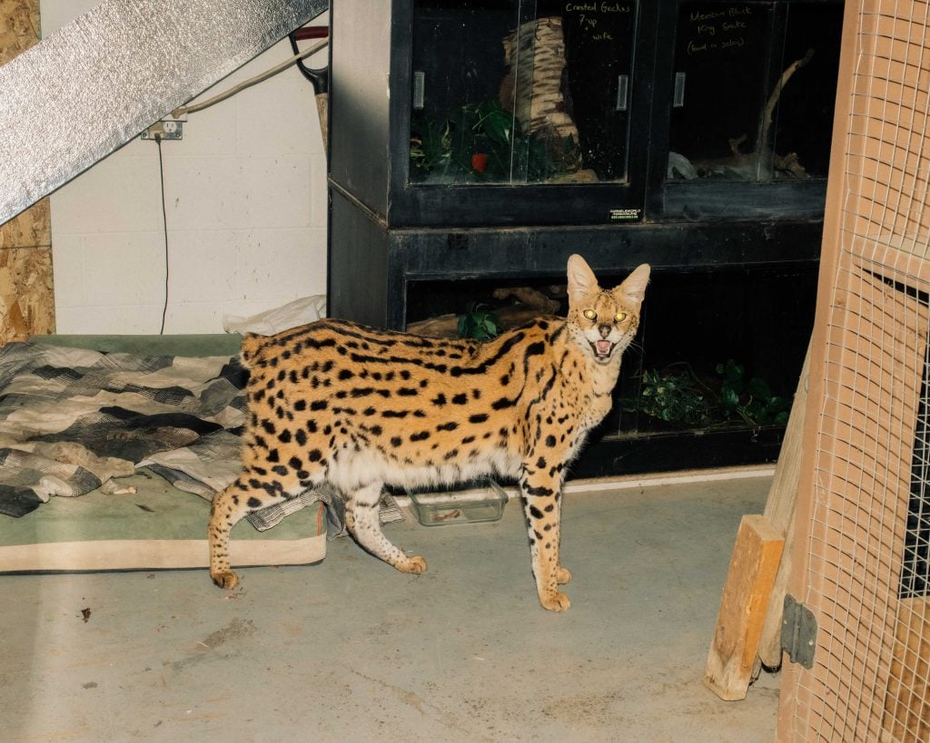 A serval stares at the camera with wide eyes