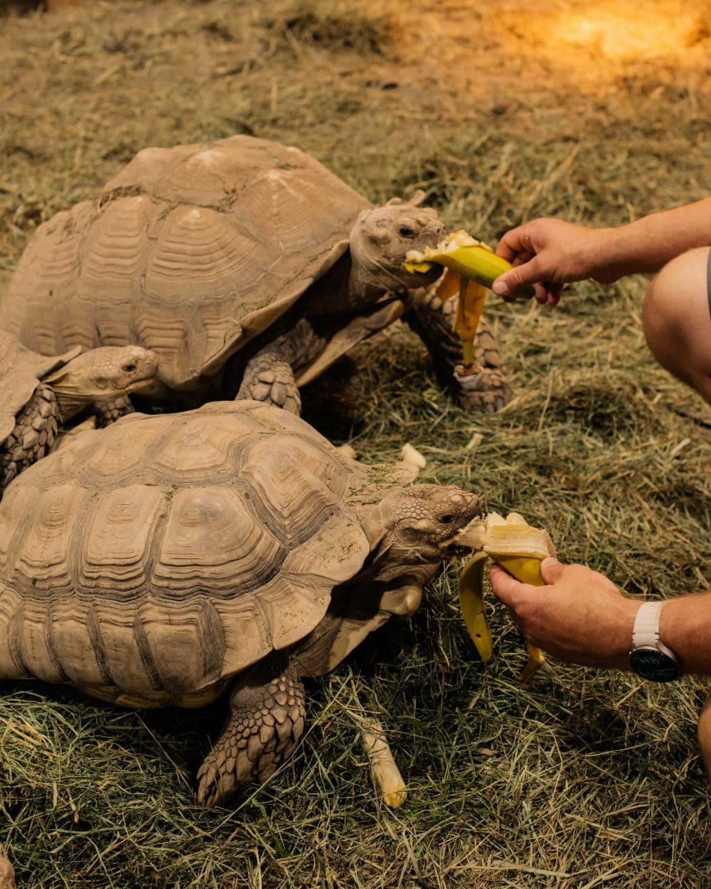 Two tortoises eat a banana