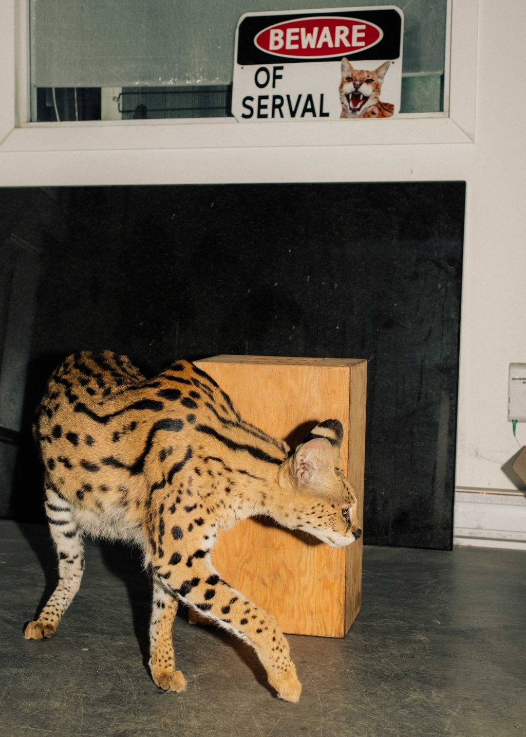 Gary, a serval cat walks in front of a sign that says beware of serval. The exotic cat is brown with black spots and stripes