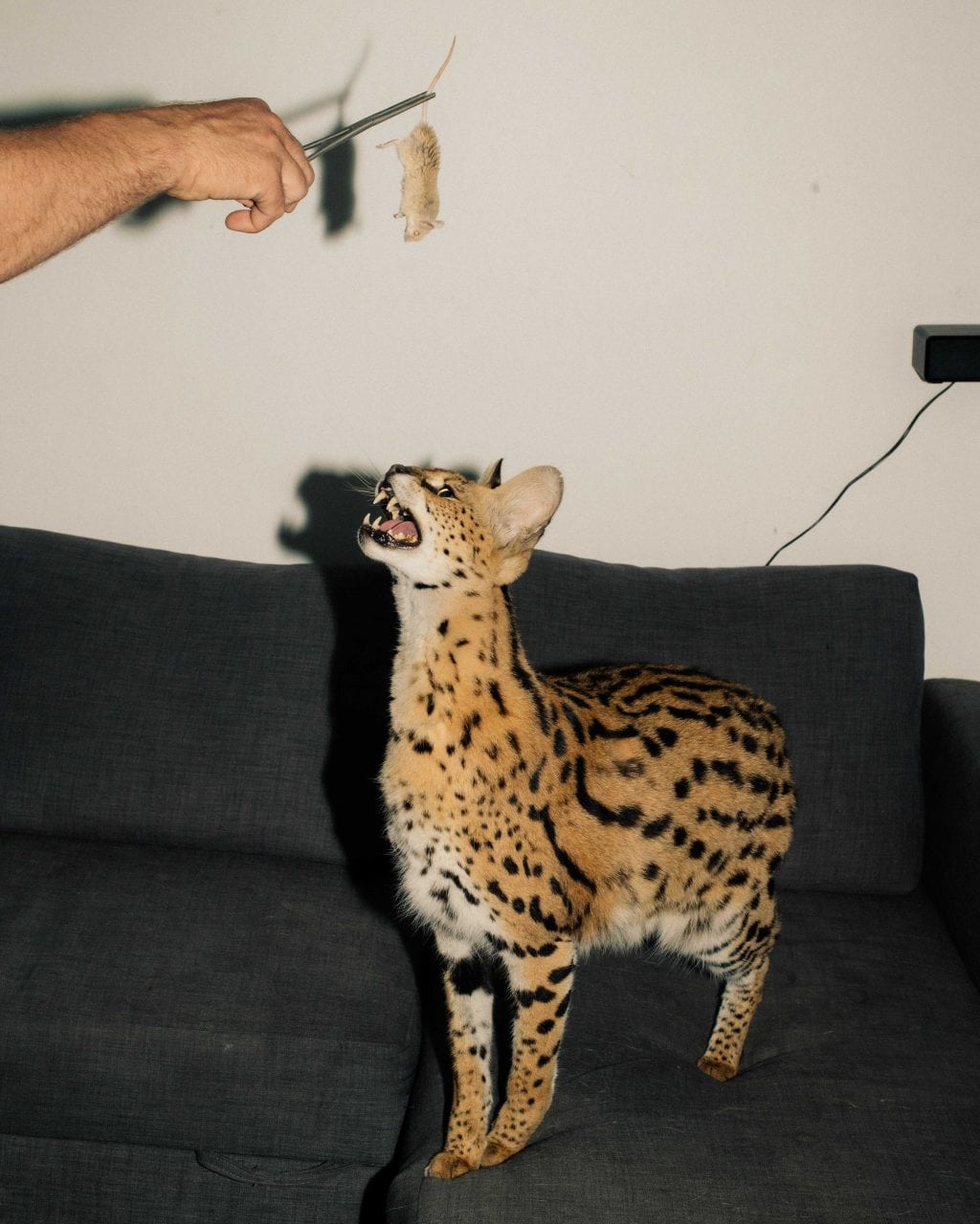 An exotic cat being fed a rat. The cat is looking up and the rat is being held out above its head