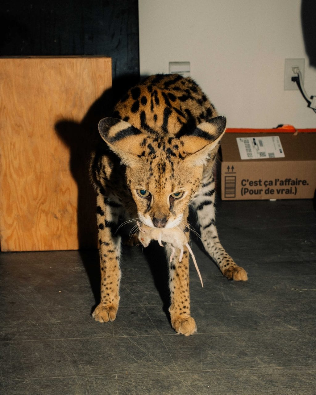 Gary, a serval holds a dead rat it its mouth. The exotic cat is brown with black spots and stripes