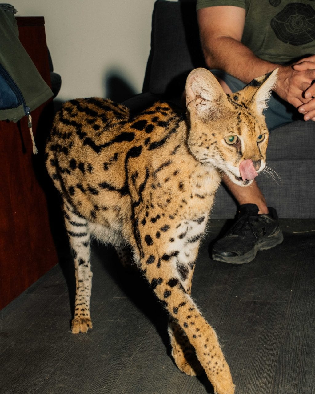 A serval walks towards the camera licking its lips