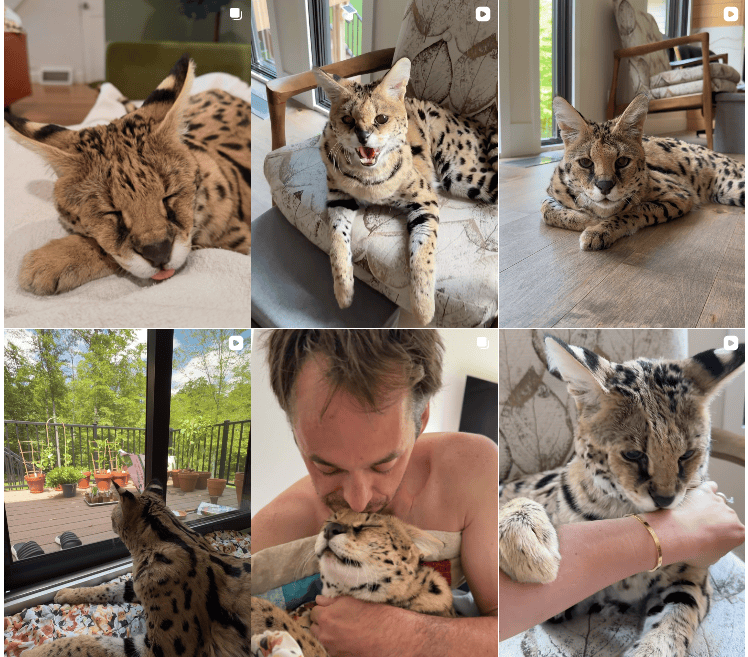 A screenshot from the Instagram account for Chloe the Serval, showing six photos of Chloe — a tawny, black-streaked cat with large ears — sitting, sleeping and interacting with her human owners.
