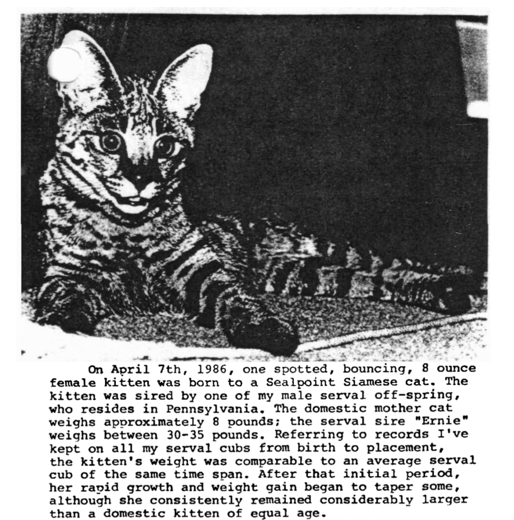 The 1986 announcement of the birth of an "8 ounce female kitten" borne to a Siamese female cat, sired by a male serval.