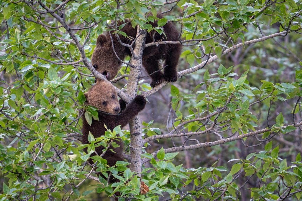 two bear cubs play in a tree