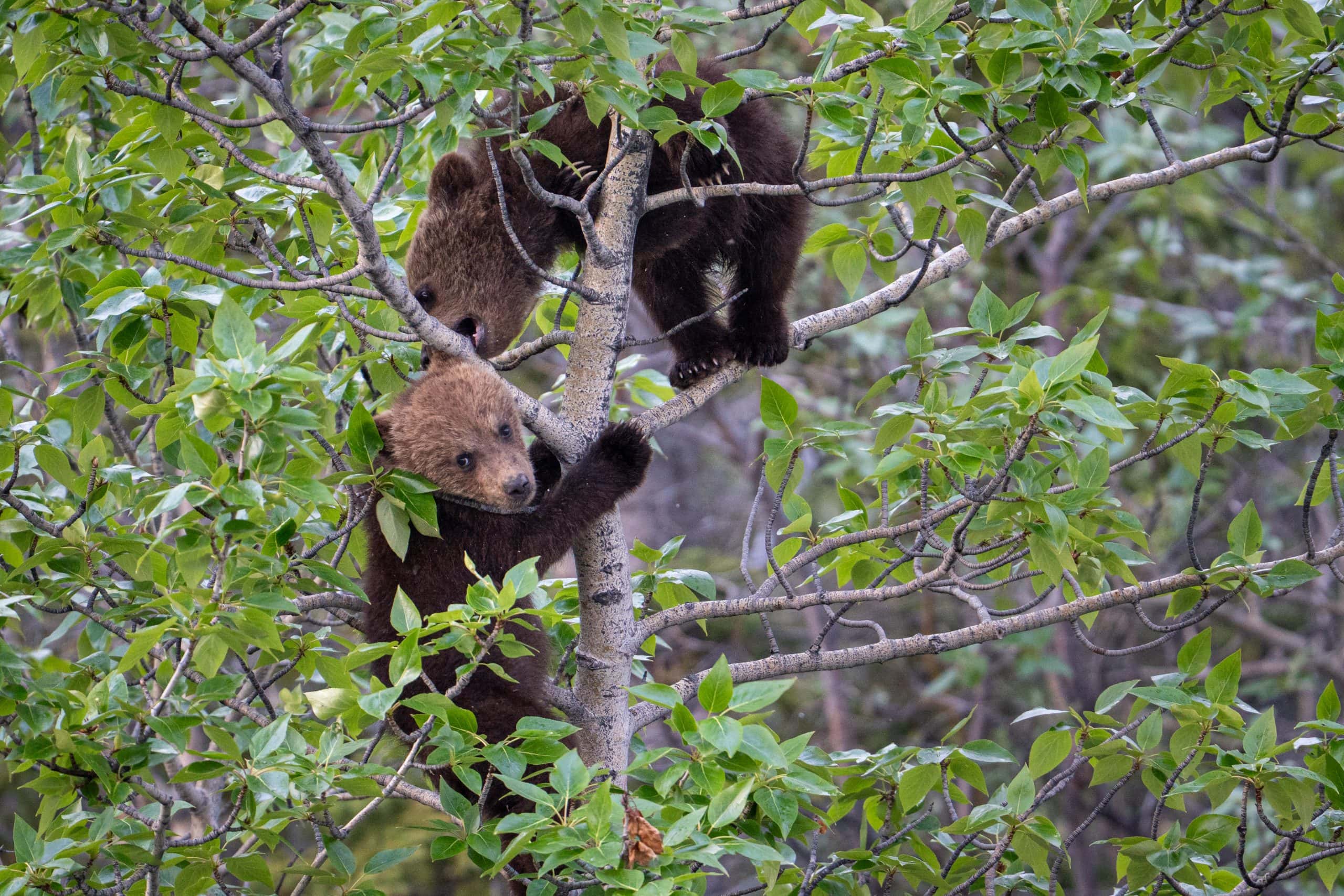 two bear cubs play in a tree