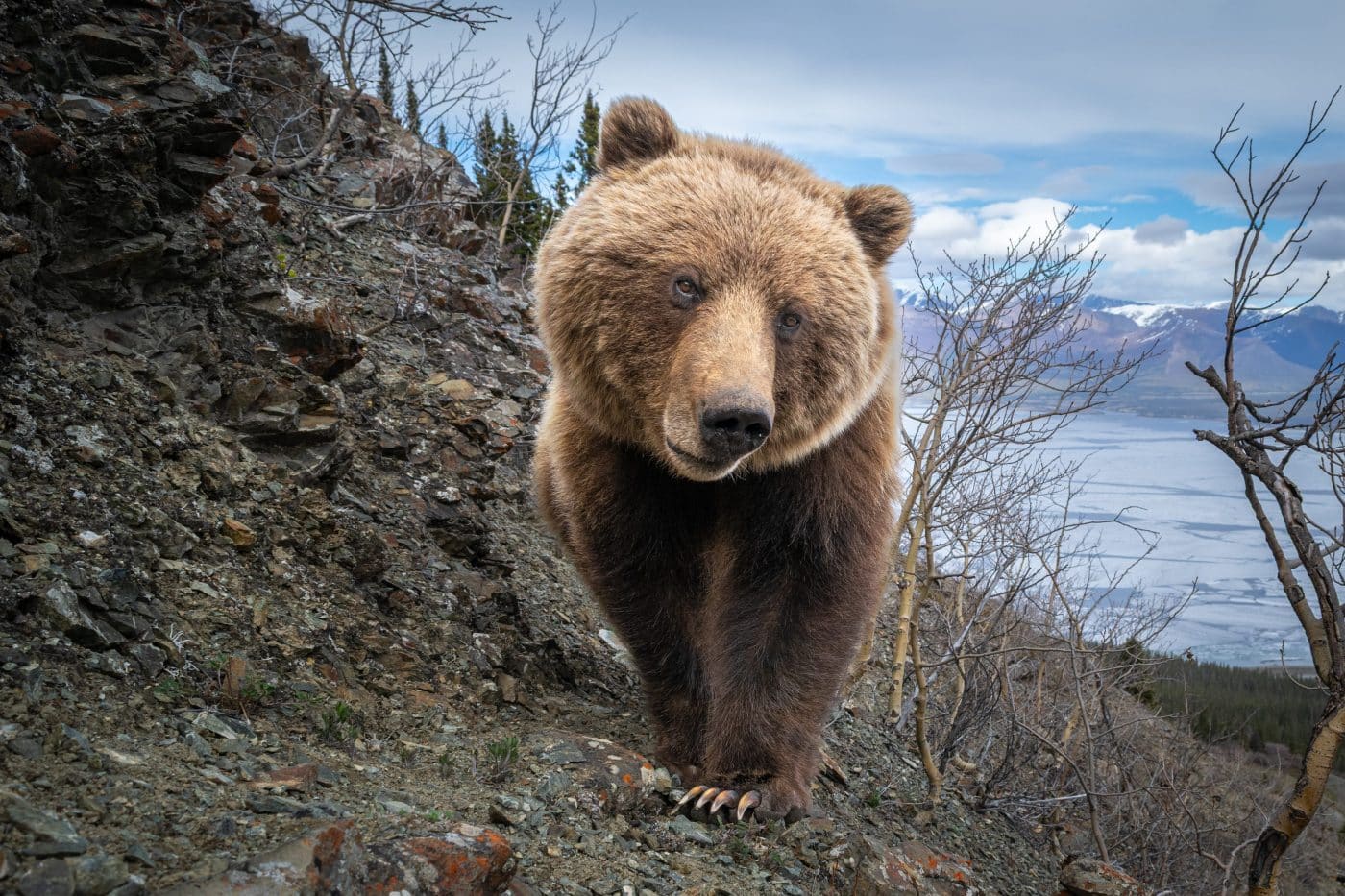a grizzly bear that's super close to the camera with a bit of a wide angle lens distortion