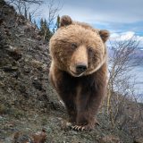 a grizzly bear that's super close to the camera with a bit of a wide angle lens distortion