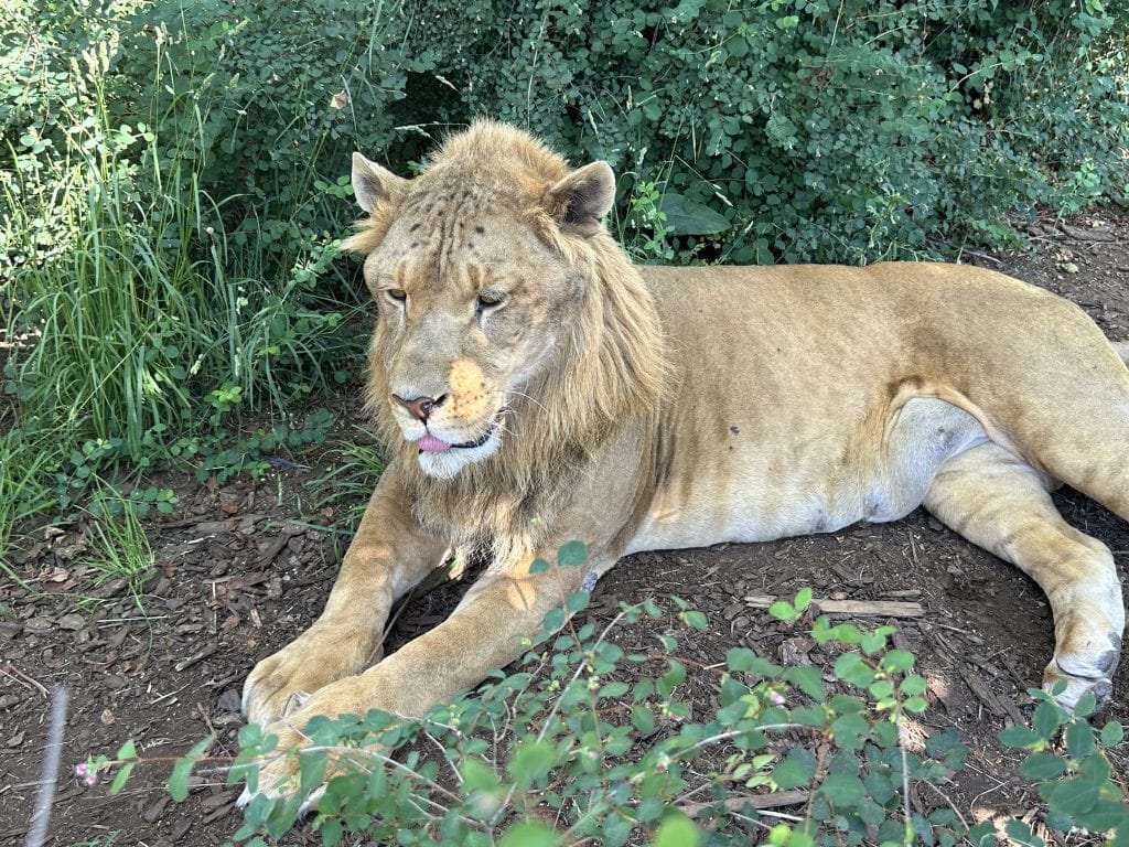 A lion sits in the grass