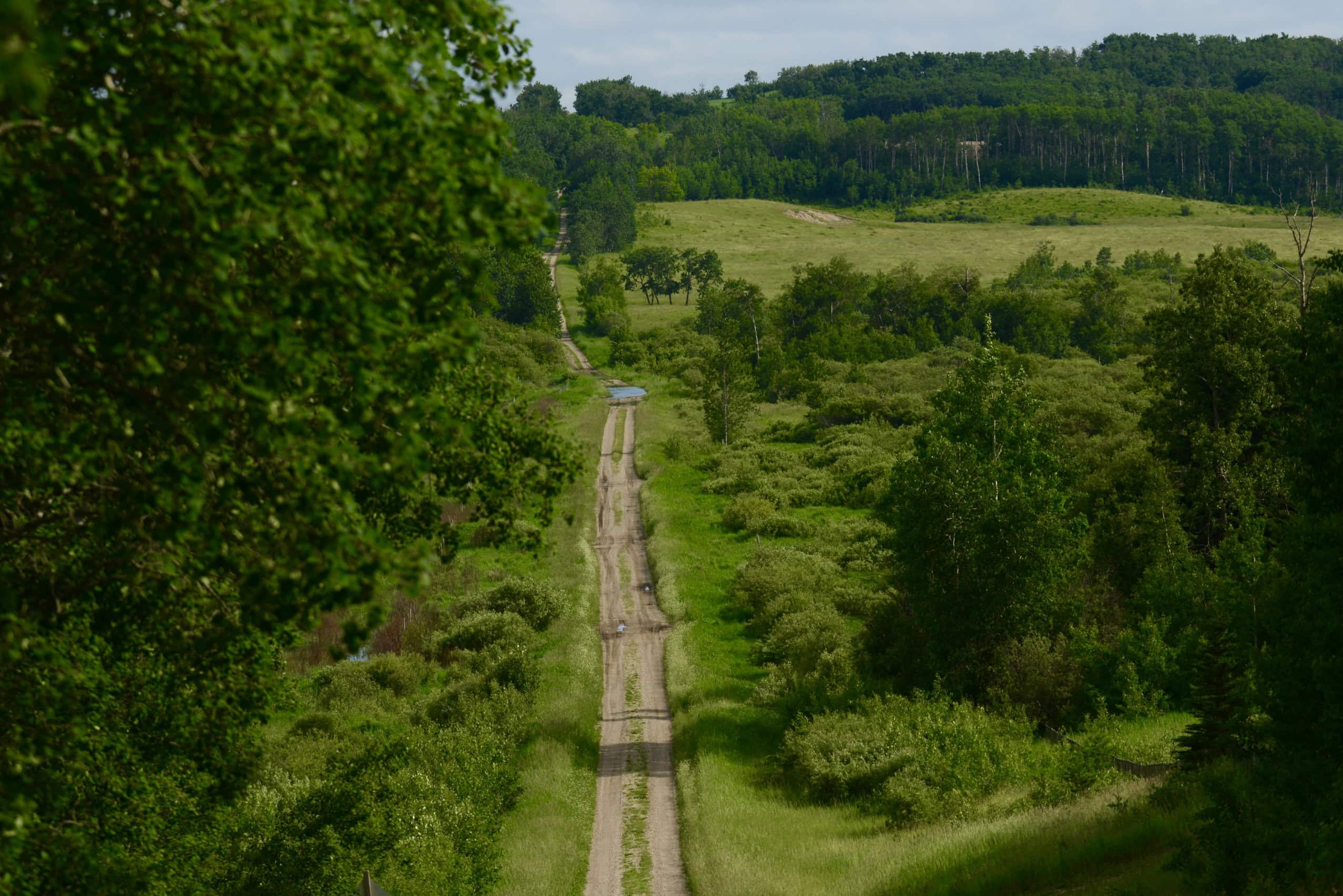A dirt road extends through a rural area of forest and field, lush and green in the summer time.
