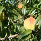 A photo of a yellow, pink and red Harrow Beauty peach on a tree in Ontario.