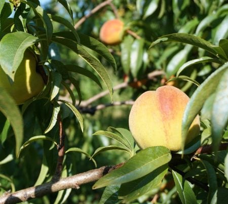 A photo of a yellow, pink and red Harrow Beauty peach on a tree in Ontario.