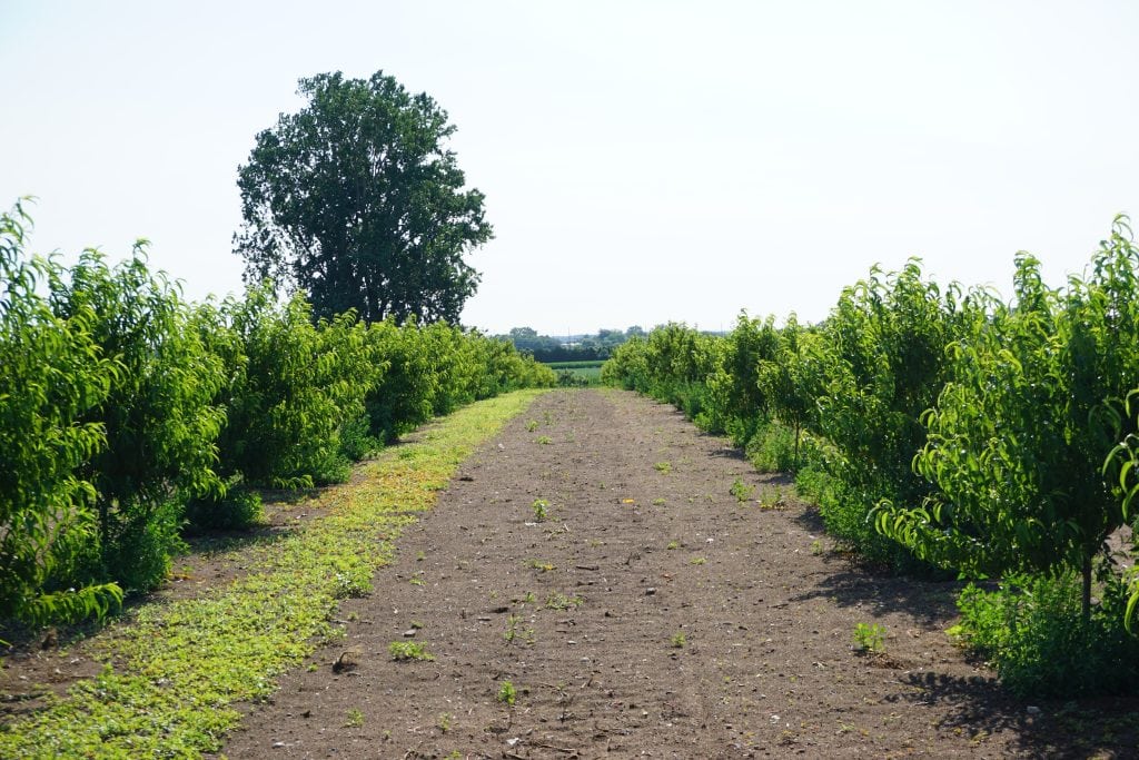 A photo of a dirt path through an orchard in southern Ontario.