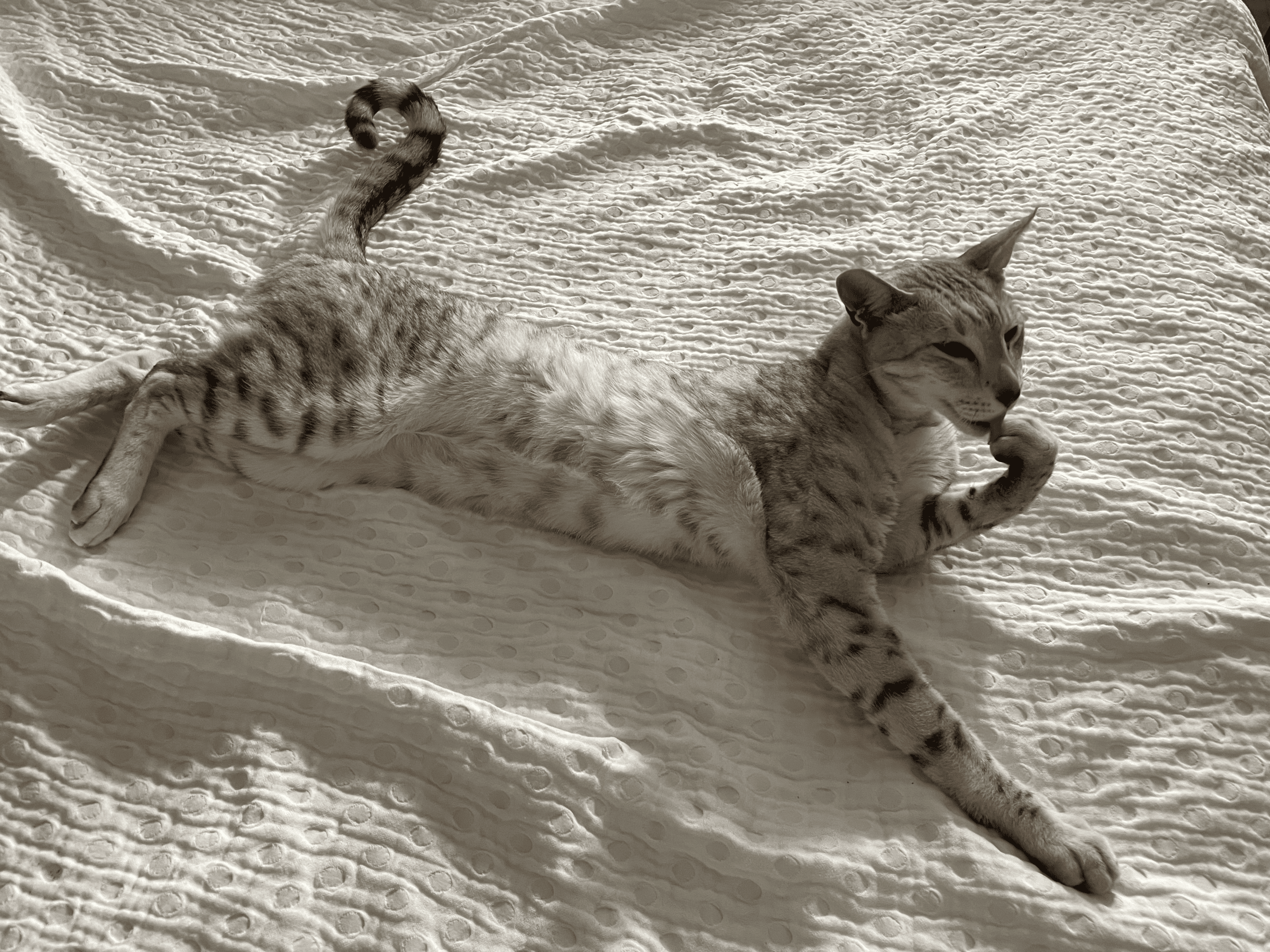 A grey cat lounges on a white blanket, licking one paw