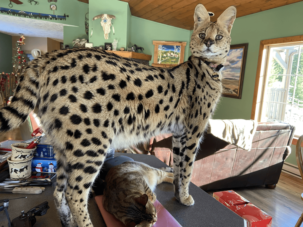 A large tawny-coloured cat with black spots and stripes stands on a counter, over a lounging striped tabby cat, in a green living room with a leather couch in the background. Duma is wearing a collar with a tracking device.