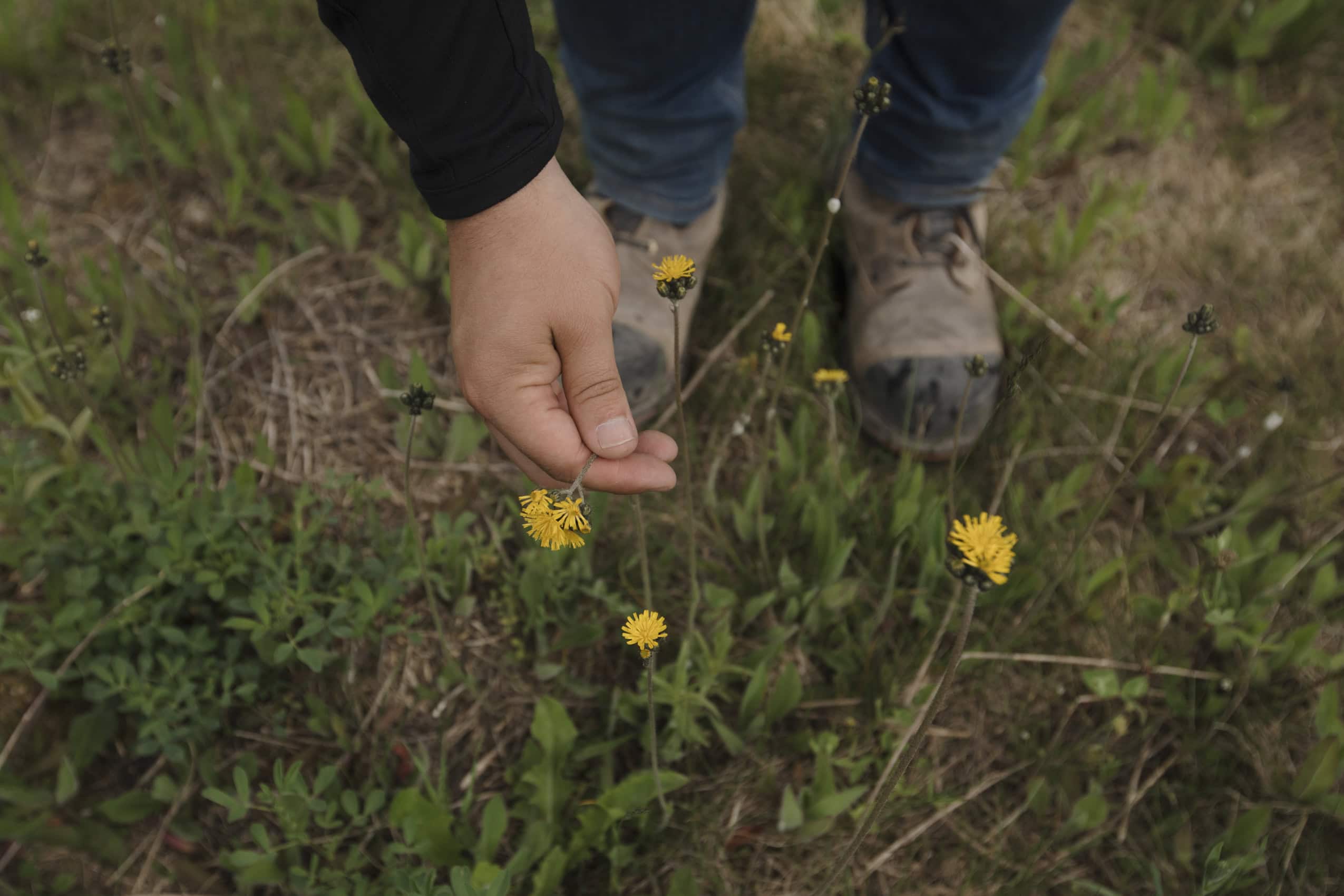 A hand picks a dandelion.
