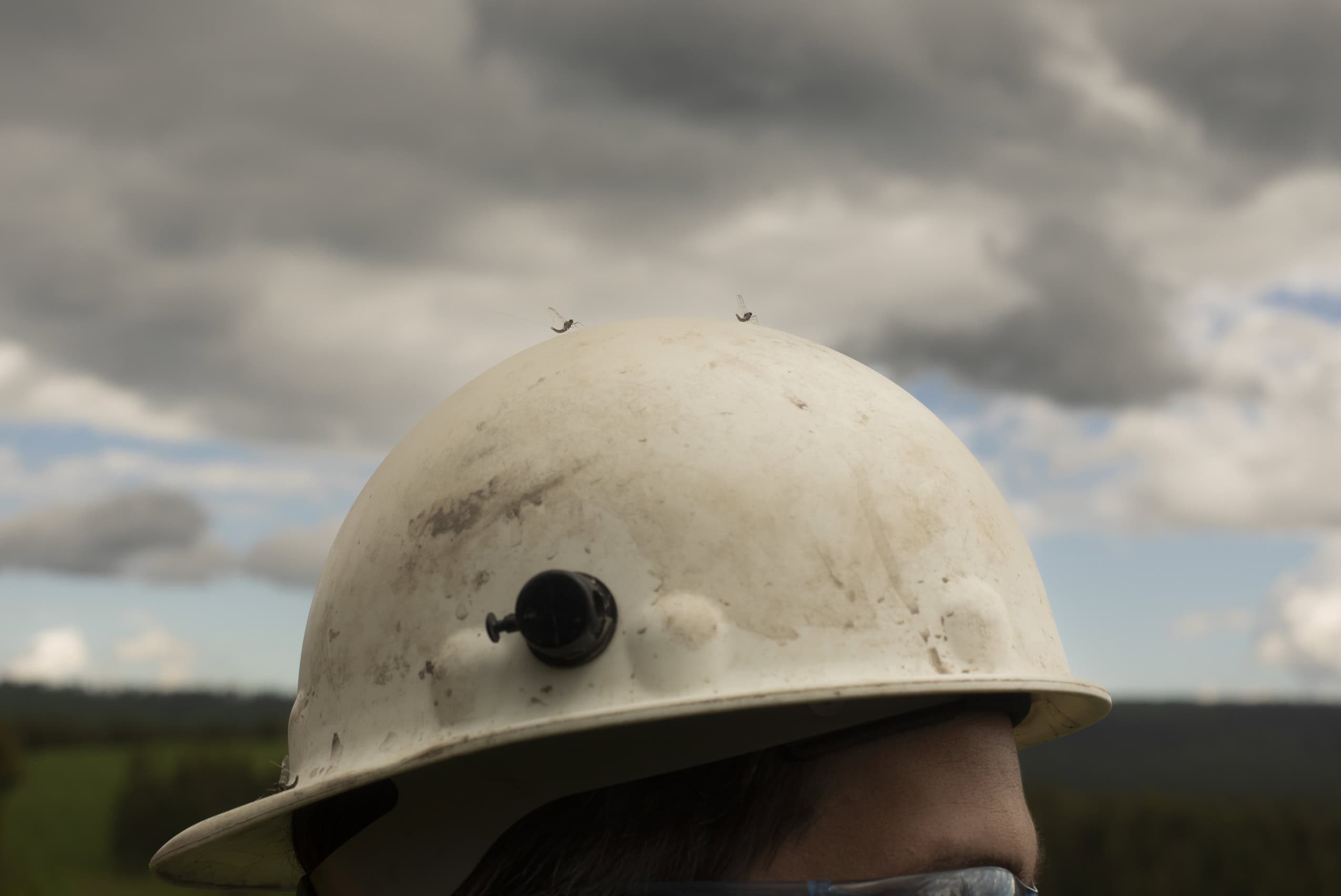 A closeup mayflies sitting on a white hard hat.
