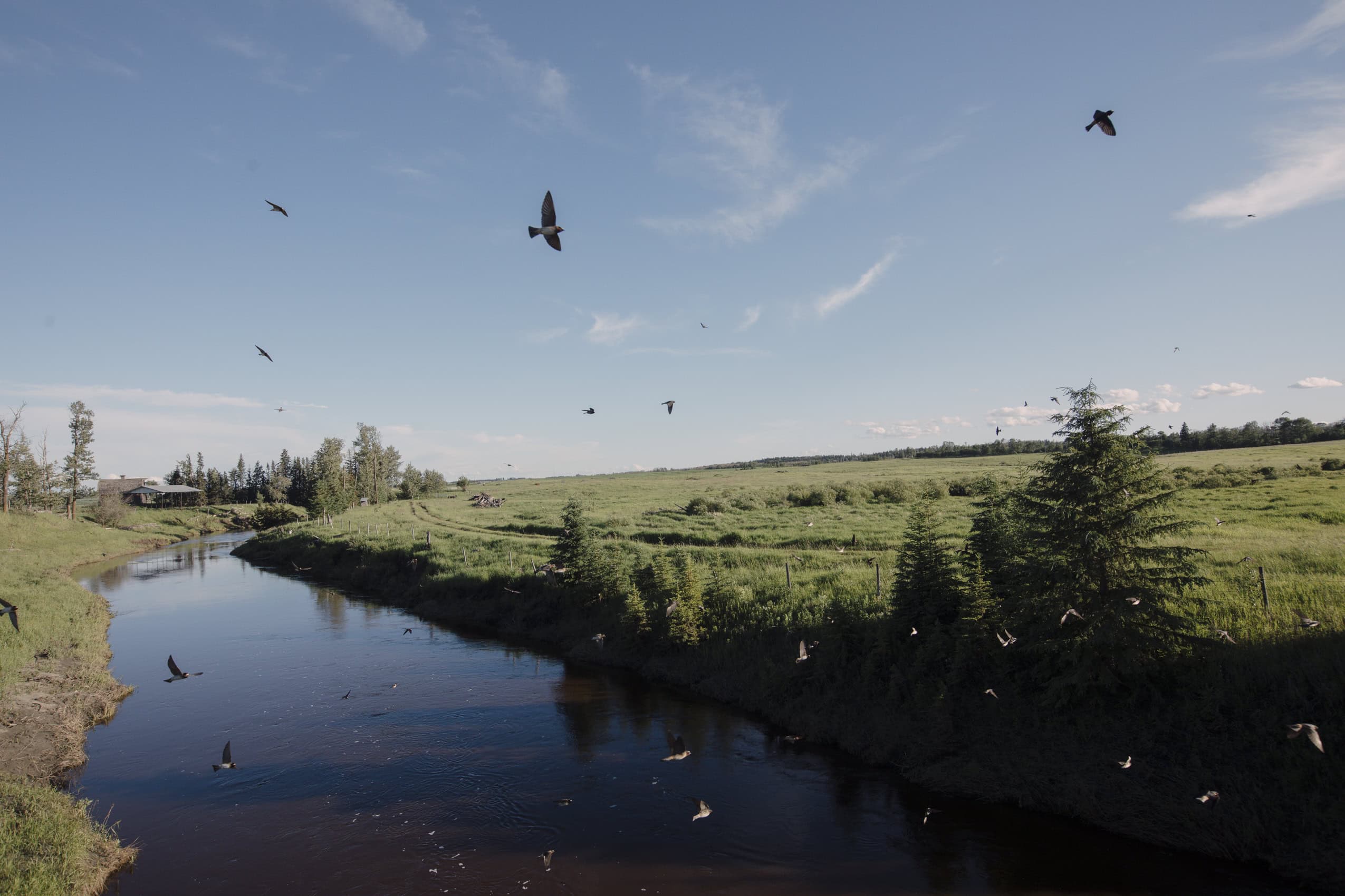 Swallow fly over the Blindman River, a small waterway winding through green prairie fields.